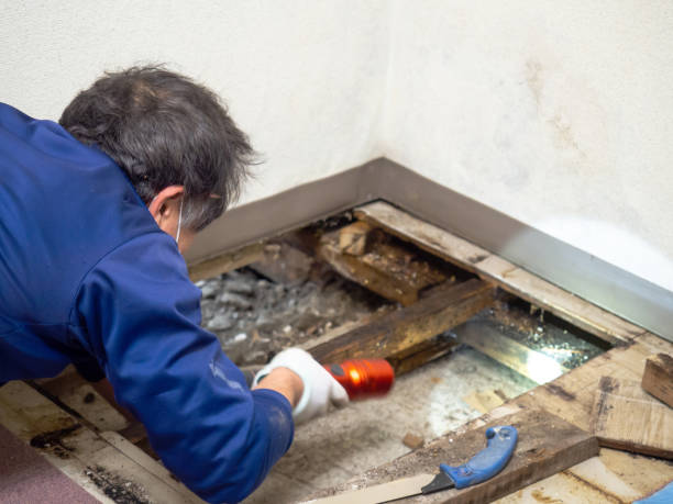 Best Mold Damage Repair  in Hudson, NC