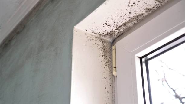 Best Black Mold Removal  in Hudson, NC
