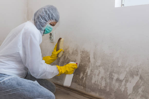 Best Certified Mold Removal  in Hudson, NC