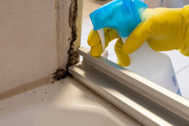 Best Mold Damage Repair  in Hudson, NC