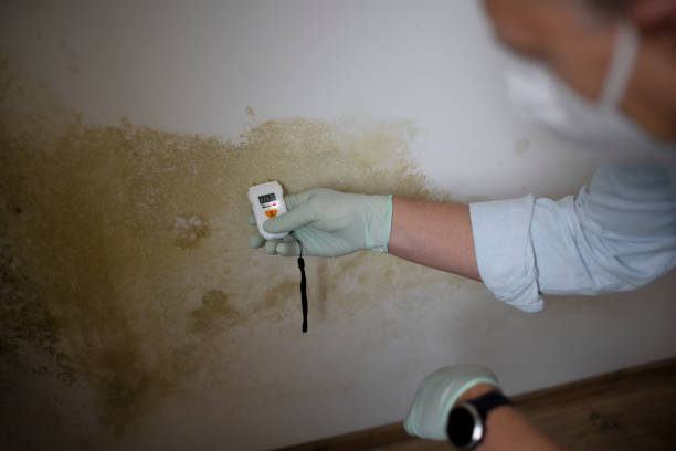 Best Local Mold Removal Service  in Hudson, NC