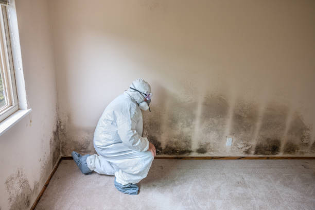 Best Home Mold Removal  in Hudson, NC