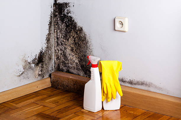 Best Local Mold Removal Service  in Hudson, NC