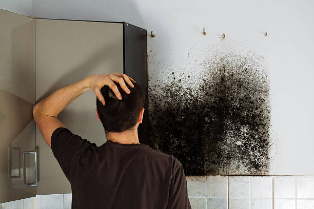 Best Mold Removal and Inspection  in Hudson, NC