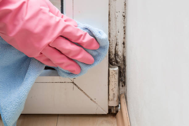 Best Crawl Space Mold Removal  in Hudson, NC